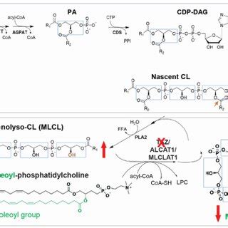 Cardiolipin Cl De Novo Synthesis And Remodeling Pathways