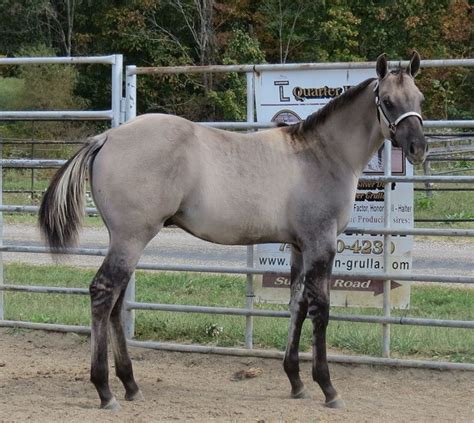 Grulla Horse Facts with Pictures