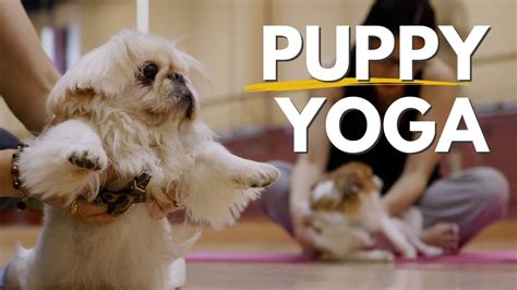 Puppy Yoga cosa cè dietro il fenomeno YouTube