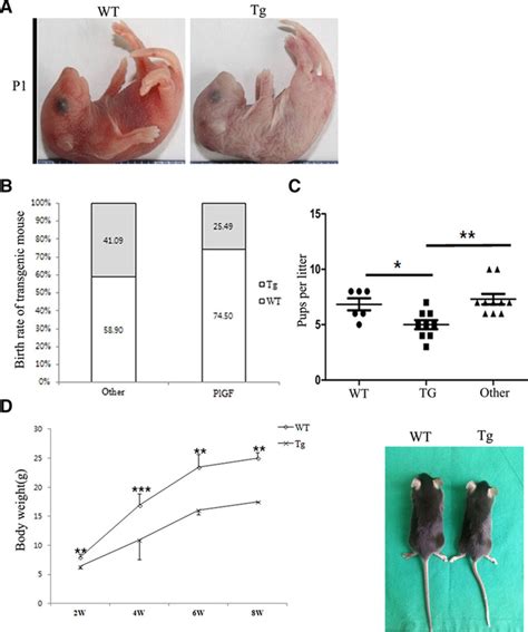 Gestational Loss And Growth Restriction By Angiogenic Defects In