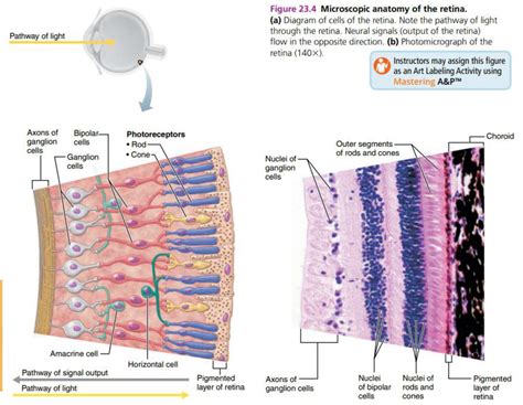 Anatomy Of The Retina