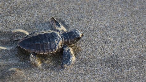 Tortugas Golfinas La Especie Protegida Que Pronto Anidará En Mazatlán Son Playas