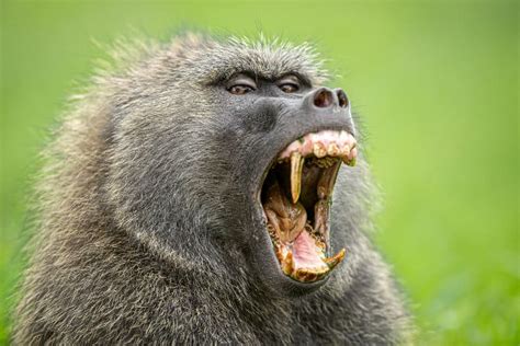 Olive Baboon Facts & Info: A Guide to the Skilled African Foragers