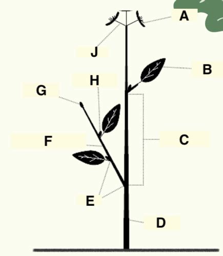 Principles Of Biology D E Lab Chapter Roots Stems And Leaves