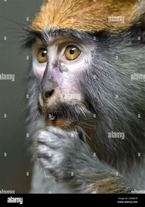 Familia de monos negros fotografías e imágenes de alta resolución Alamy