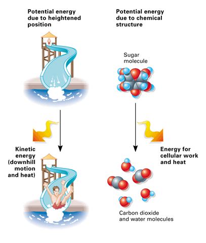 Examples Of Chemical Potential Energy