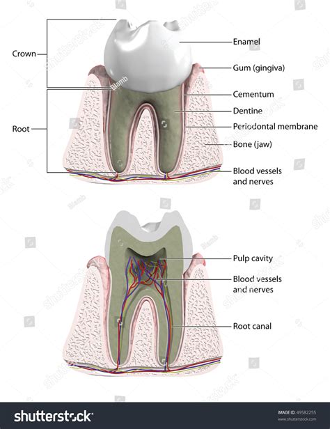 Molar Tooth With Cross Section To Show Blood Supply And Nerves