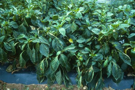 Bacterial Leaf Spot Of Pepper Vegetable Pathology Long Island Horticultural Research