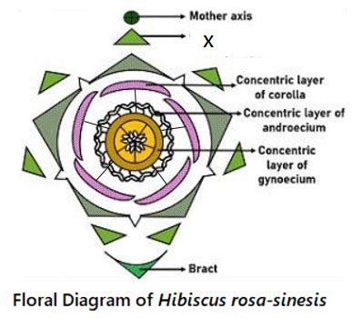 Draw The Floral Diagram And Draw The Floral Formula Of Hibiscus