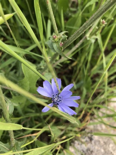 chicory from Parku i Madh i Liqenit Tiranë Tirana 地拉那省 AL on April