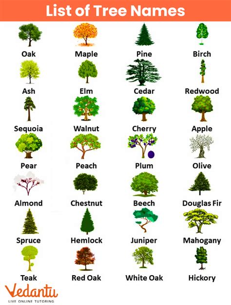 Different Types of Trees with Names: A Guide to Common Types of Trees