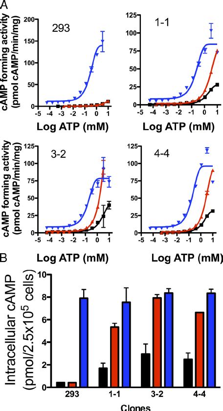 Characterization Of Sac T Overexpressing Stable Cell Lines A