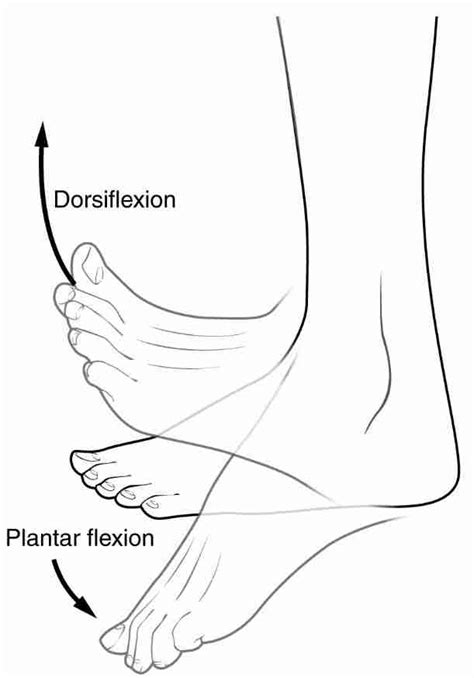 The Importance Of Ankle Dorsiflexion Chesterfield Chiropractor