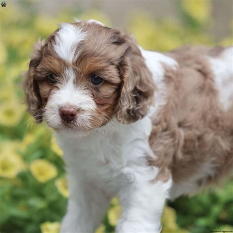 Local shelters argue against the rise of cavapoo puppies near me 13
