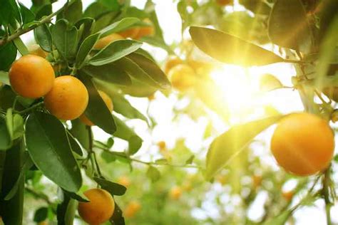 The Popular Hamlin Orange Tree Minneopa Orchards