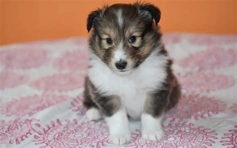 New Puppy Checklist - How to prepare for your new Puppy to come Home!