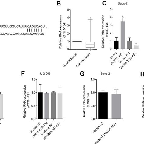 Lncrna Ttn As Targeted Mir P A The Website Predicted That