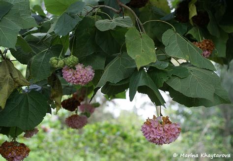 Trees Of Tropical Asia Dombeya Wallichii