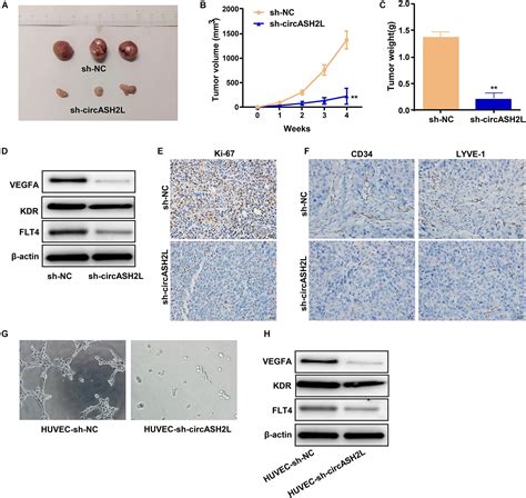 Frontiers Circash L Promotes Ovarian Cancer Tumorigenesis