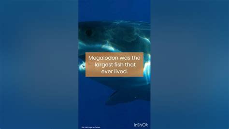 Megalodon Facts Youtube