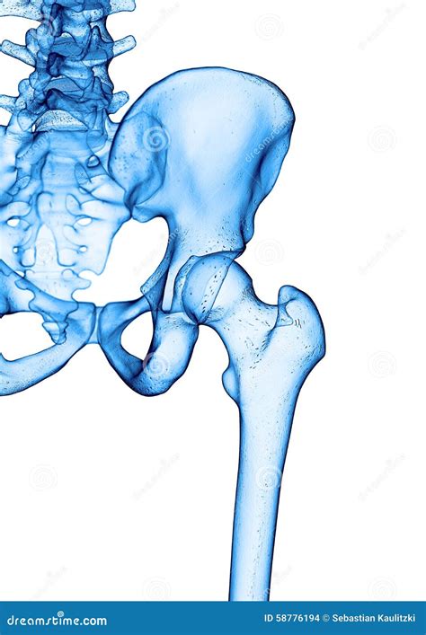 上弦与斜端杆结点 库存例证 插画 包括有 科学 概要 男人 例证 男性 骨盆 联接 臀部 58776194