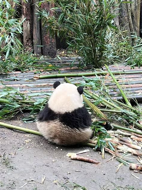 熊猫花花 高清图片，堆糖，美图壁纸兴趣社区