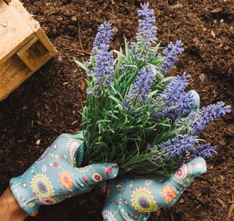 Top 10 Lavender Plants | Lavender Plants Benefits and Care Tips – Plantlane