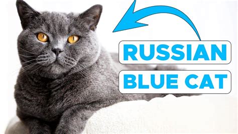 10 Fun Facts About Russian Blue Cats😻 Youtube