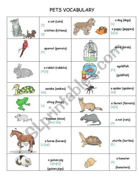 Pets Vocabulary Esl Worksheet By Porcelaine31