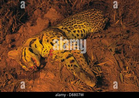 Un Ocelot Leopardus Pardalis Est Cazando Por La Noche En El Rancho