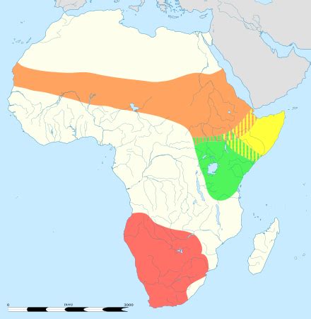 Somali ostrich - Wikipedia