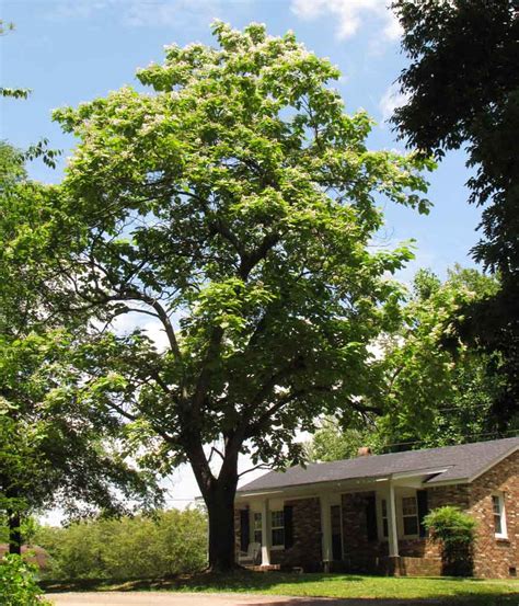 Catalpa Tree – Rural Ramblings…