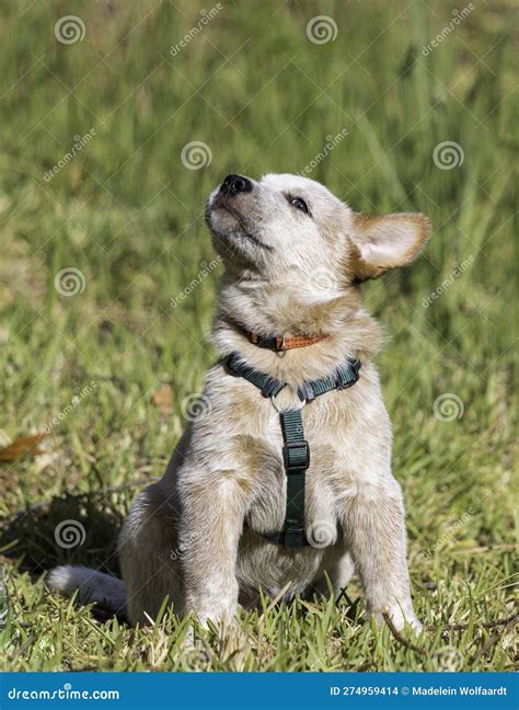 A Red Australian Cattle Dog (Red Heeler) Puppy Sitting Outside Stock