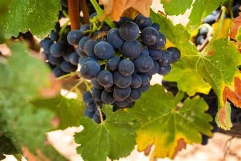 A Guide To Petit Syrah Grapes Understanding Its Flavors