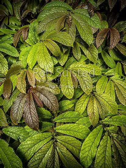 Parataniwha Elatostema Rugosum Or New Zealand Begonia A Herbaceous