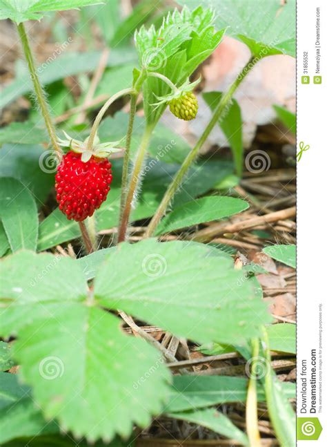 Wild Strawberry Berry Stock Photo Image Of Herbal Foreground 31855532