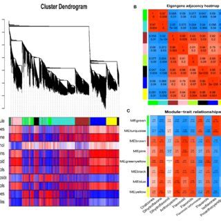 Weighted Gene Co Expression Network Analysis A Cluster Dendrogram