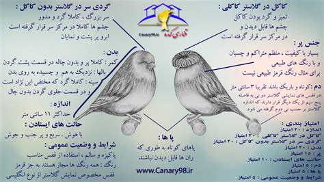 عکس های بهترین قناری های نمایشگاه گلاستر هلند قناری کده پرورش و نگهداری