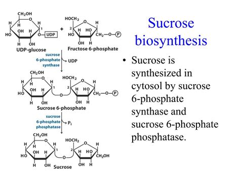 Ppt Plant Carbohydrate Biosynthesis Powerpoint Presentation Free