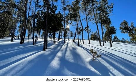 680 Sun Shinning Through Trees Images Stock Photos Vectors