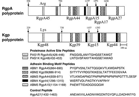 Schematic Representation Of The Rgpa And Kgp Polyproteins Showing The