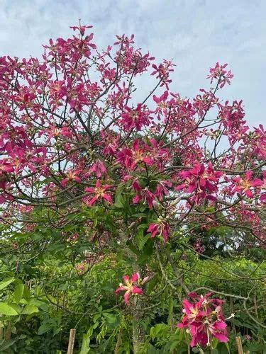 Full Sun Exposure Natural Chorisia Speciosa Plants Silk Floss Tree Spring At ₹ 1200 Piece In