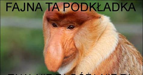 FAJNA TA PODKŁADKA memy gify i śmieszne obrazki facebook tapety