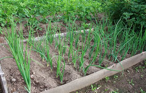 Shallots - Growing Guide