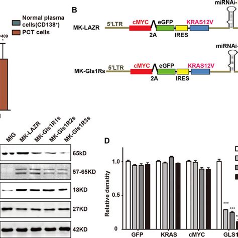 Down Regulation Of Gls In Pct Cells Impaired Signaling Pathways