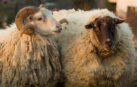 A Fluffy Pair Of An Ewe And A Ram Stock Photo Image Of Animal Fluffy