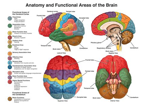 Brain Anatomy Diagram Quizlet