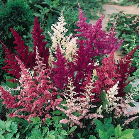 Купить семена Астильба Astilbe MIX Pink Sunset в Москве: доставка семян ...