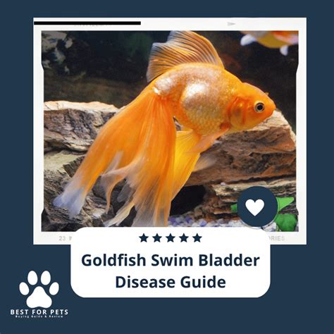 Goldfish Swim Bladder Disease: Symptoms, Treatment & Prevention Guide ...