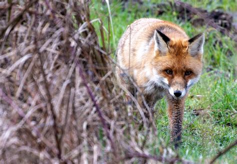 Überraschung Forum für Naturfotografen